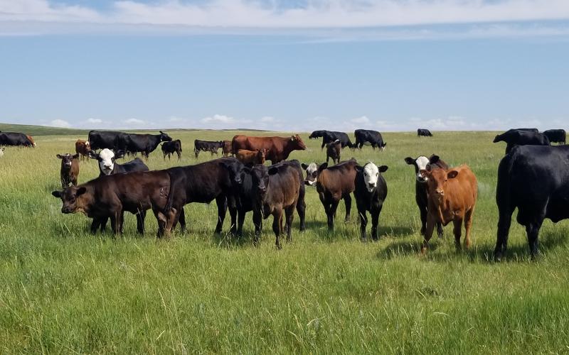 a herd of brown and black cows in a field of green grass