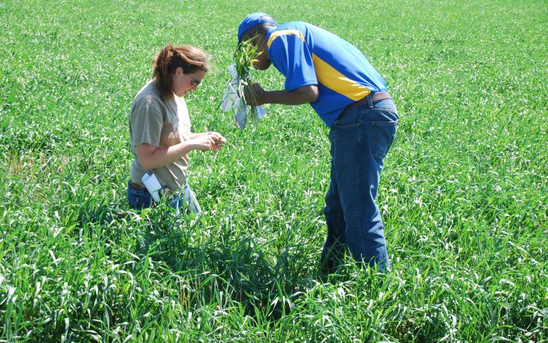 a woman and a man checking a wheat field