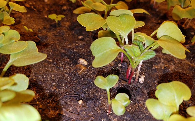Radish seedlings emerging from soil.
