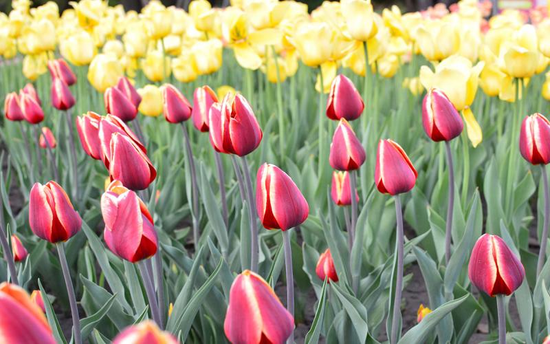 Colorful variety of red and yellow tulips in full bloom.