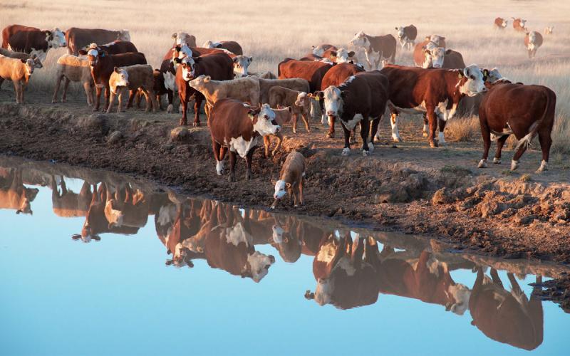 hereford beef cattle drinking at dam during drought.