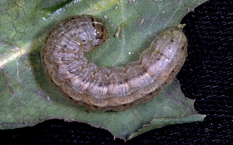 Gray caterpillar with dark markings, white splotches and a white stripe running down the middle of its back.