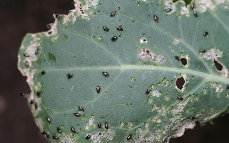 Numerous small black beetles feeding on a green leaf.