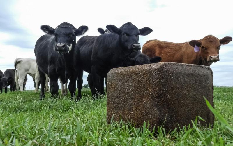 Small group of beef cattle approaching a pressed mineral block.