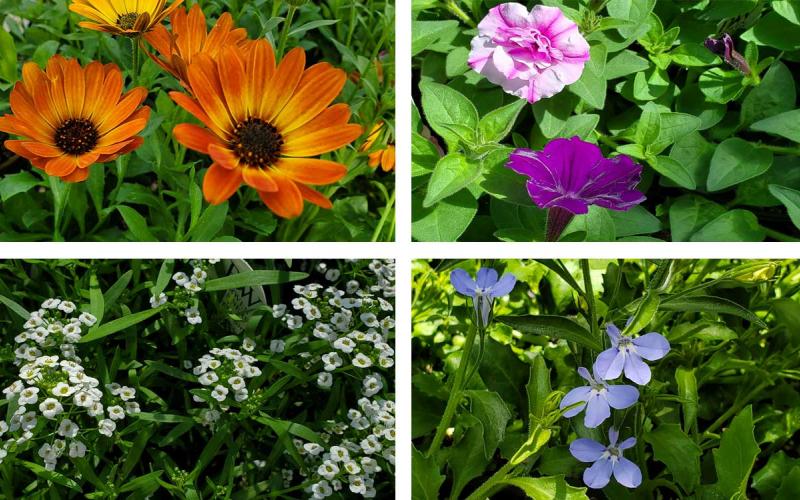 Variety of cool-season, flowering plants, including: African Daisies, Petunias, Lobelia and Alyssum.