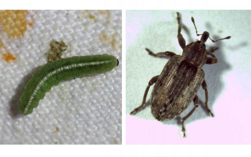 Two photos of alfalfa weevils during different lifecycle stages. The left is the larva stage and has a longate, green larvae that looks like a caterpillar with white stripe running down the body and brown h