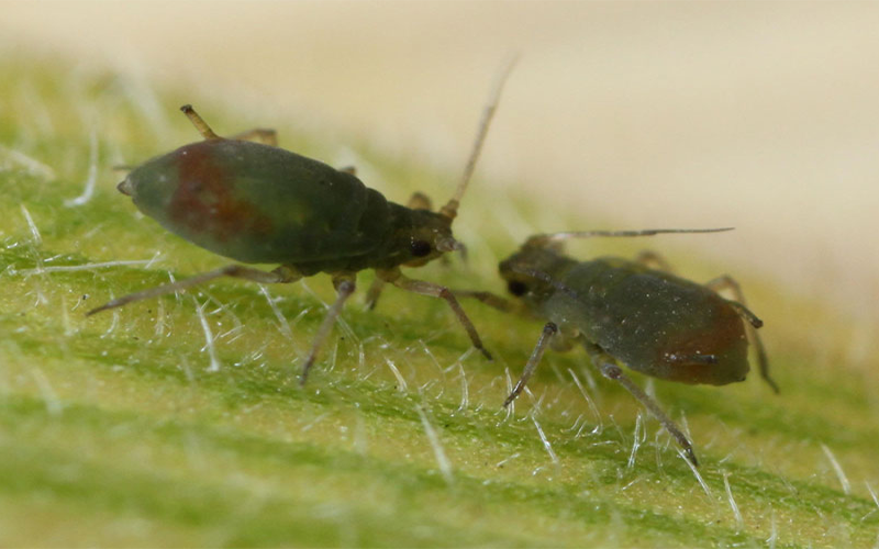 Two, dark green aphids on a bright green leaf.