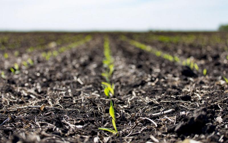 Young corn seedlings emerging from a spring field.