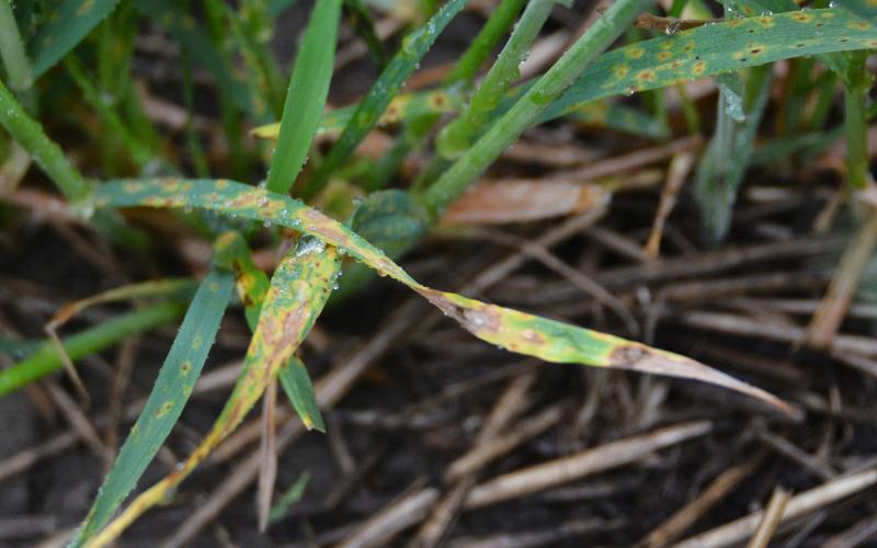 Wheat tillers with lower leaves covered with tan-brown lesions. The ground beneath has wheat stubble from previous wheat crop.