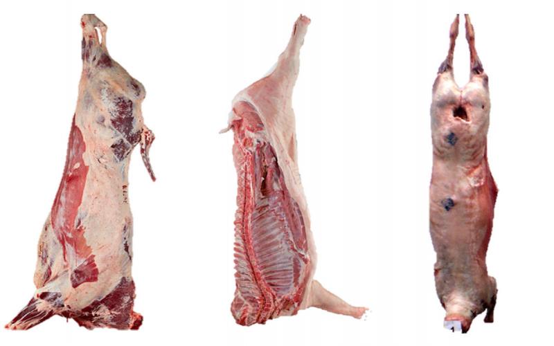 Beef, swain and lamb carcasses cleaned and ready for butchering and processing at a locker.