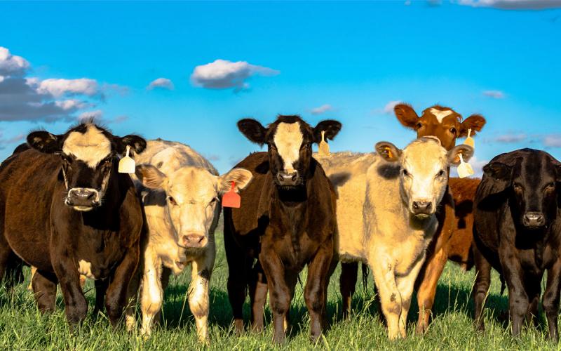 Group of mixed beef heifers in spring pasture.