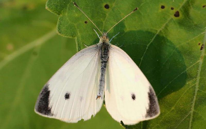 White butterfly with black markings on wings, resting on a green leaf.