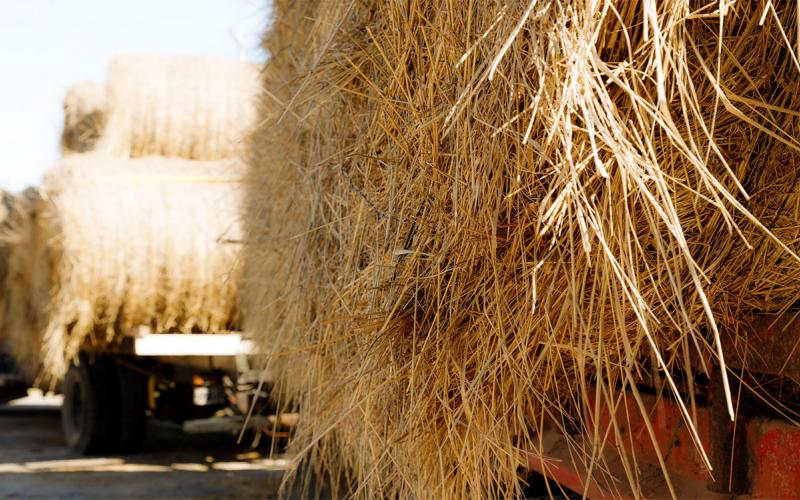 Round hay bales loaded on transport trailers.