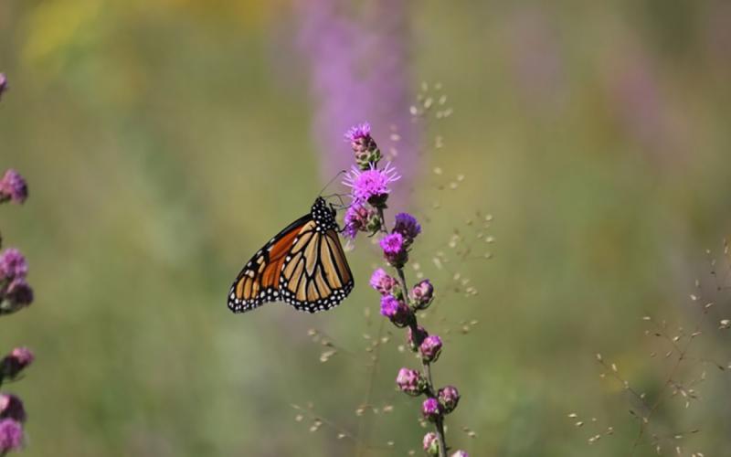 Monarch butterfly collecting pollen on a blazing star plant.