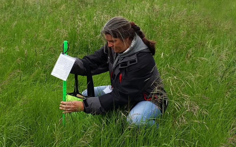 Woman using a grazing stick to measure forage status.