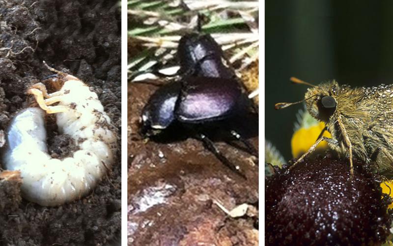 Three grassland insects. From left: white grub, dung beetles and Dakota Skipper Butterfly.