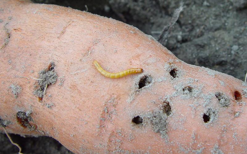 Yellow wireworm on an orange sweet potato.