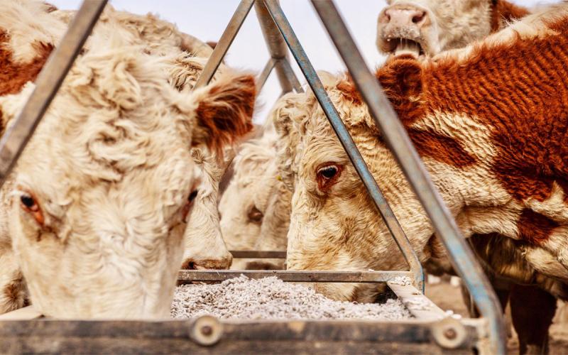 Hereford heifers feeding from trough during drought.
