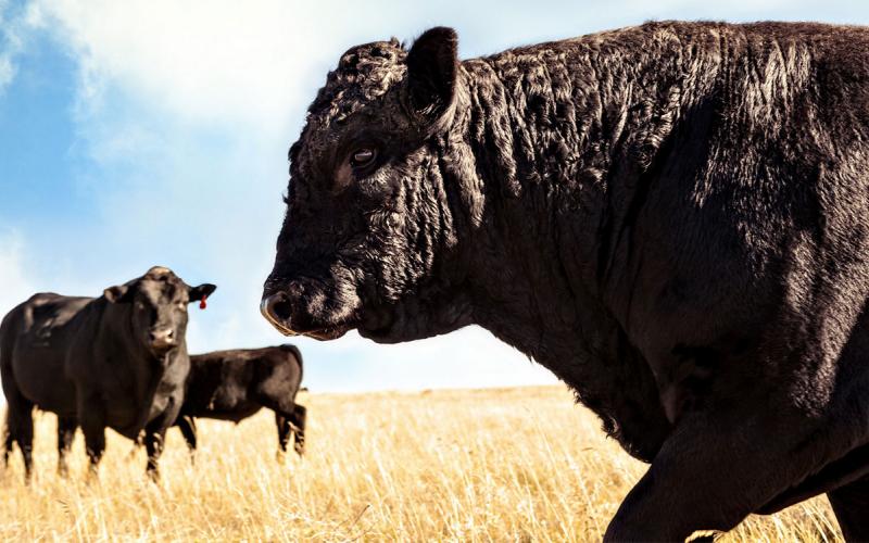 Black angus bull at pasture with two cows in the background.