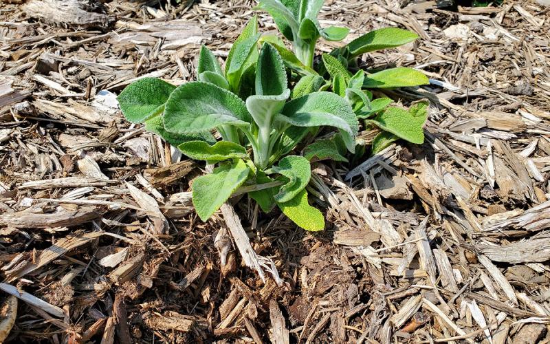 Garden plant surrounded by a layer of wood chip mulch.