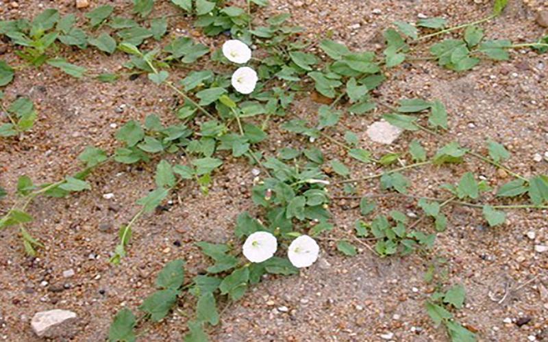 Field bindweed spreading in a patchof bare soil.