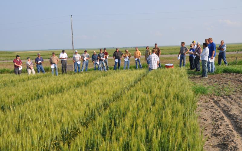 A group of people standing in a wheat test plot