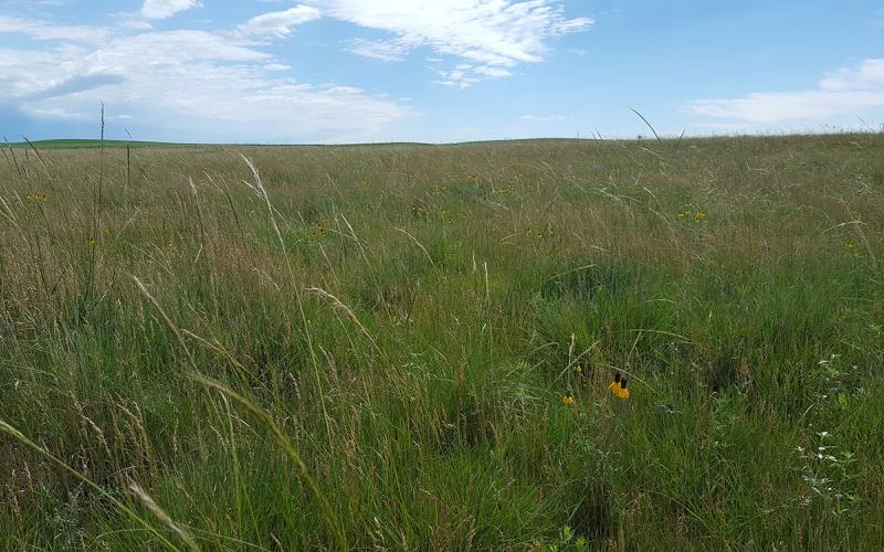 South Dakota native grassland with a variety of plants and grasses growing.