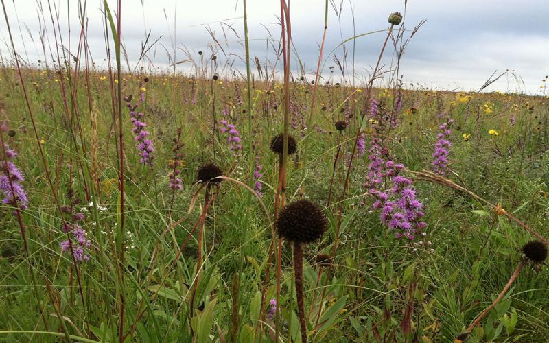 Healthy, South Dakota native grassland with a variety of plants and grasses growing.