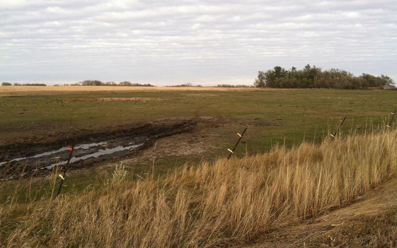 A native pasture community with noticable invasive plant issues.