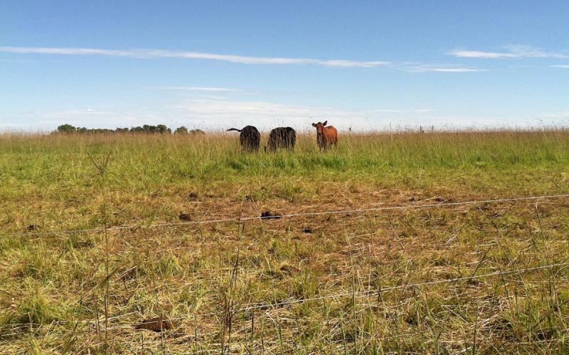 Cattle grazing a high-diversity, native pasture.