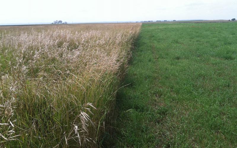 A grassland plot with a variety of exotic grass plantings growing throughout.