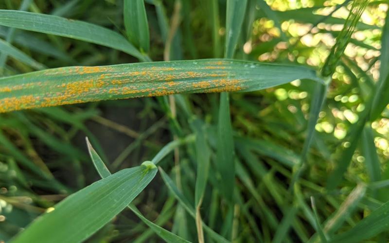 Wheat blade with strip rust symptoms.