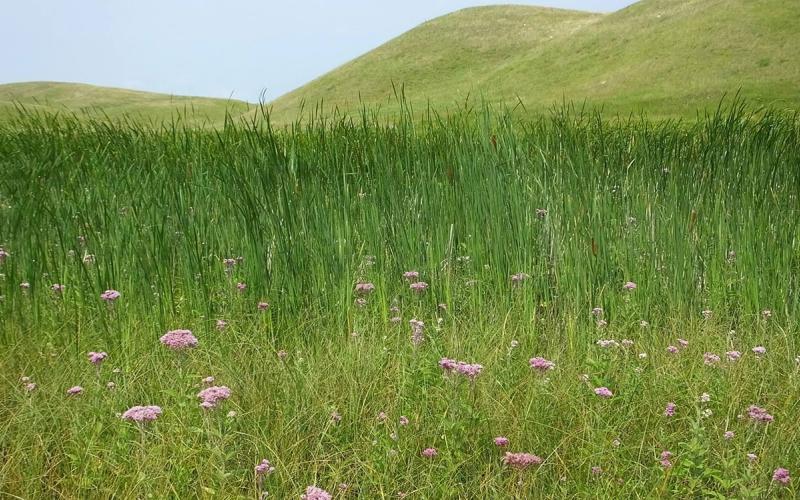 Healthy, well-managed grassland with a variety of native plants and grasses.