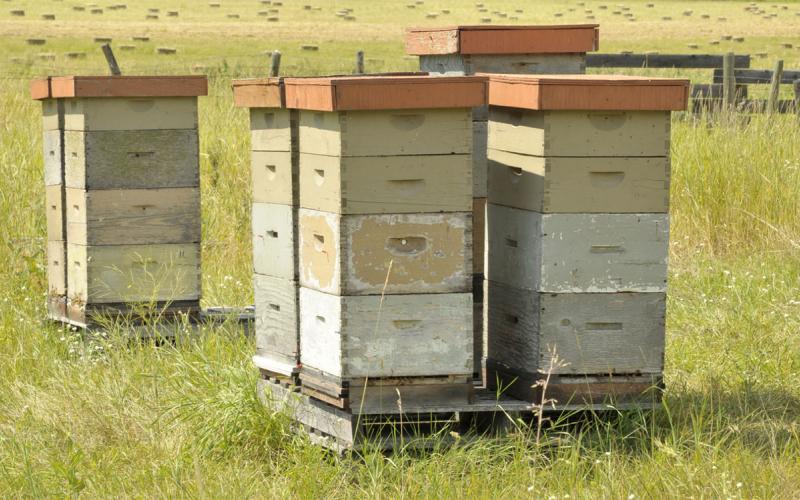Bee hives placed in a grassland property.