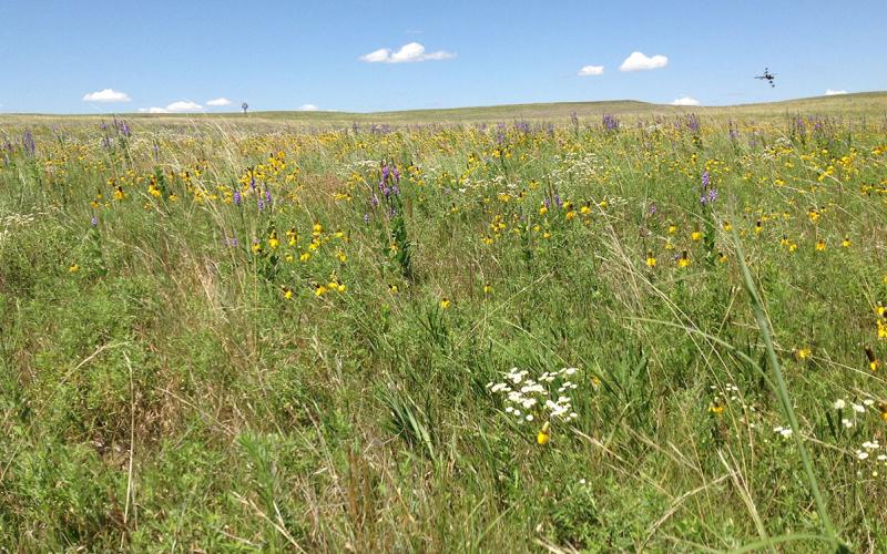 A lush, native grassland with a variety of wild flowers blooming.