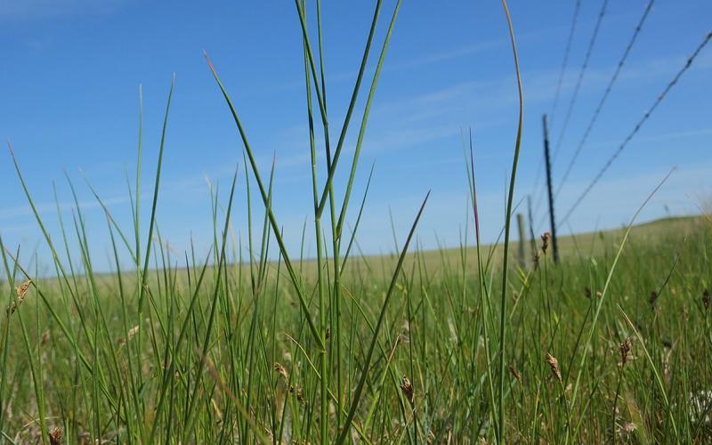 Native grasses growing in a well-managed rangeland.
