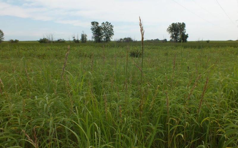Variety of native grasses growing in a well-managed pasture.
