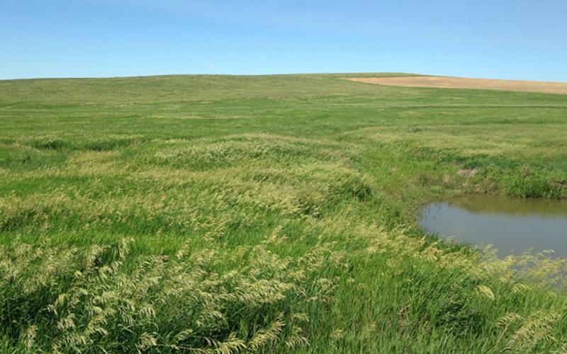 Smooth bromegrass growing in an open grassland.