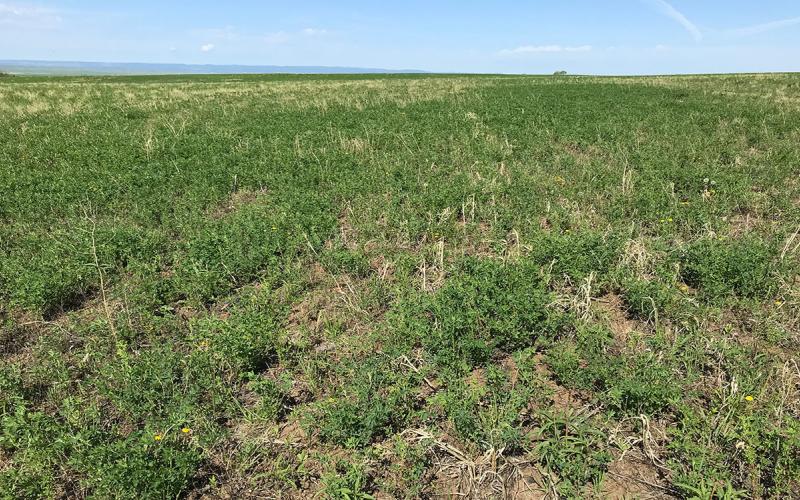 Former cropland replanted with a variety of grasses and broadleaf plants.