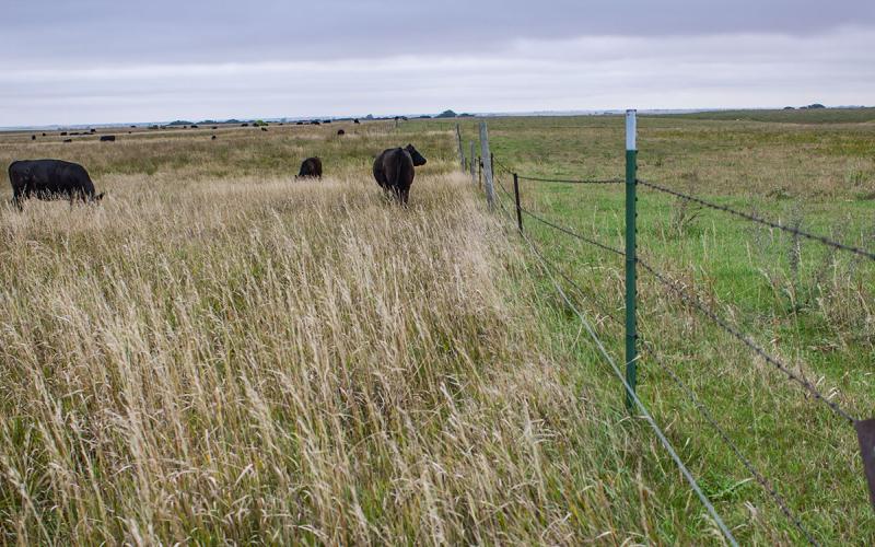 Herd of cattle grazing in a pasture rotation.