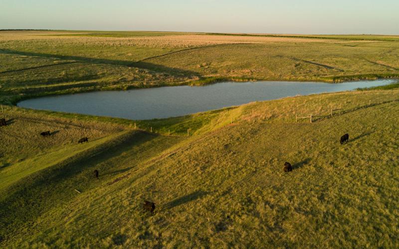 Small group of cattle grazing a well-managed grassland area.