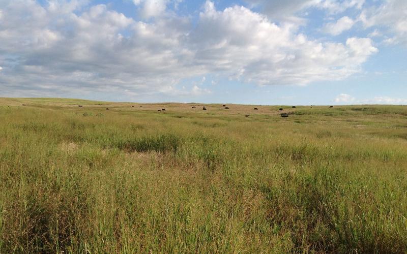 Herd of cattle grazing a well-managed range unit following a period of rest.