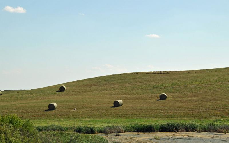 Several bales of fresh-cut hay in a pasture.