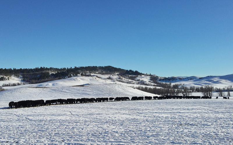 Herd of cattle swath grazing hay in a winter pasture.