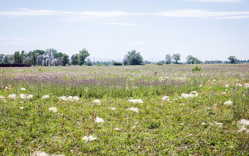 Canada thistle growing throughout a pasture in western South Dakota.