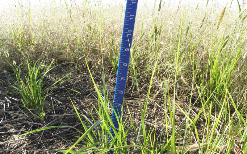 Grazing stick being used to assess current grassland status.