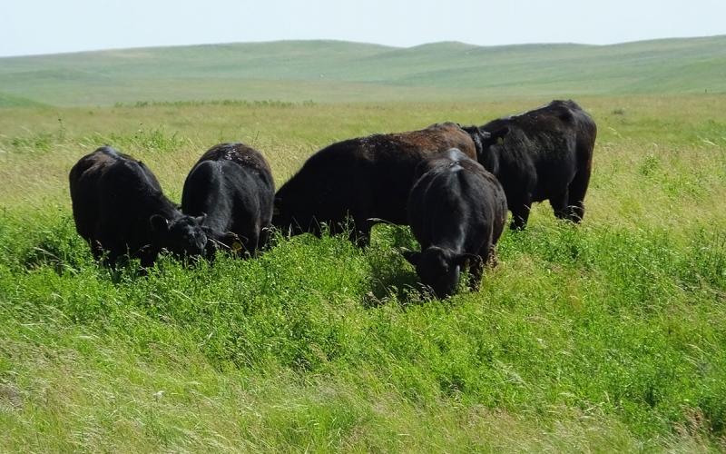 Small group of black angus cattle grazing in a rolling, well-managed rangeland.