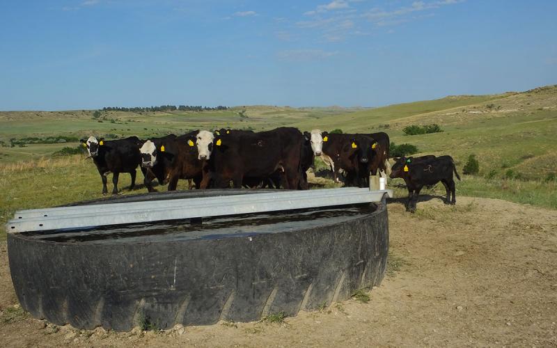 Small group of cattle near a water tank in a rangeland area.