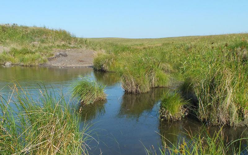 Well-managed grassland area adjacent to a wetland.