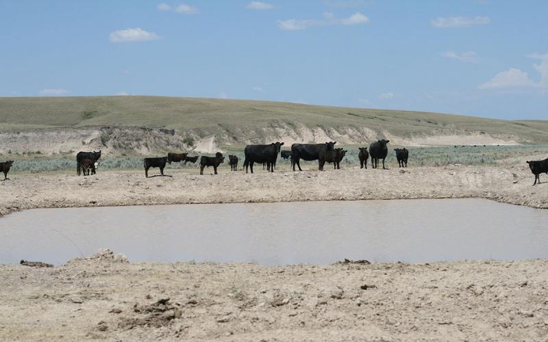 Group of black cattle near a stock dam that’s drying up under drought conditions.
